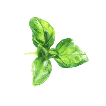 Basilic en pot