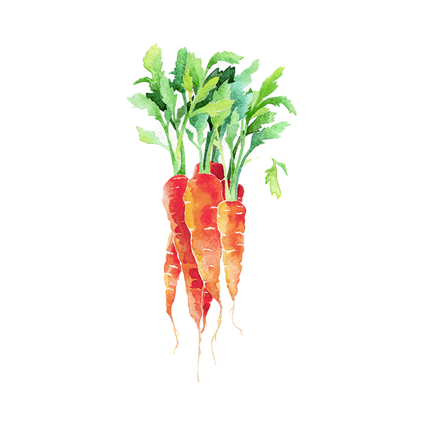 carottes nouvelles