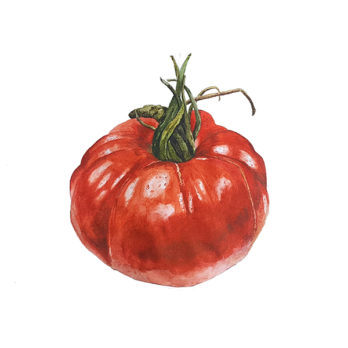 Tomate coeur de boeuf