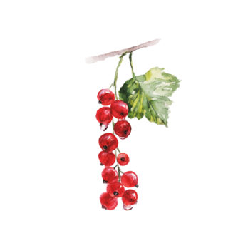 Groseille