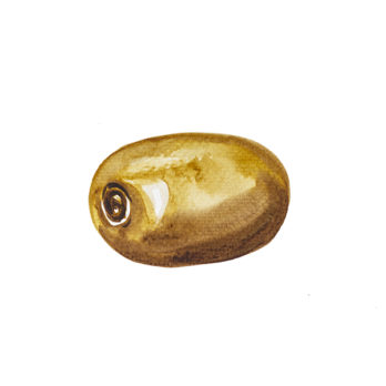 Kiwi gold