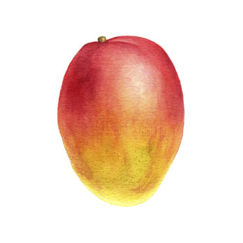 Mangue