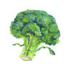 brocoli