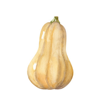 Courge butternut (doubeurre)