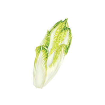 Endive