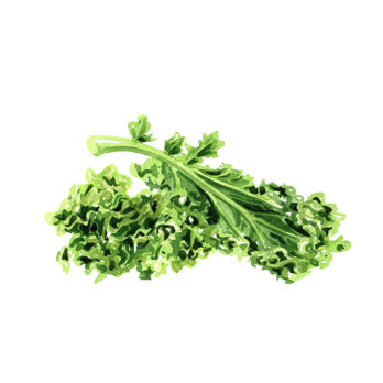 Salade frisée