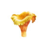 champignon girolle
