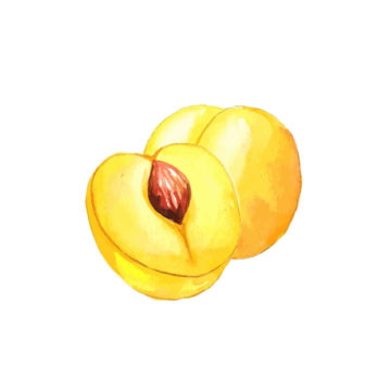 Prune Mirabelle