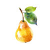 poire guyot