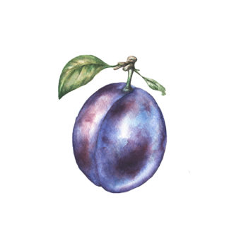 Prune Quetsche