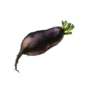 Radis noir
