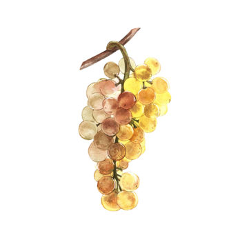 Raisin Chasselas