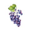 raisin muscat