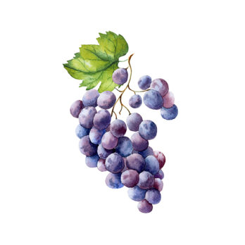 Raisin Muscat