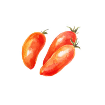 Tomate torino (allongée)